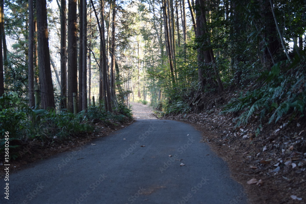 Fototapeta premium Forest