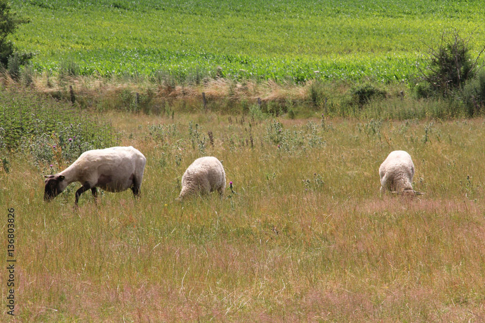 Flock of sheep on the green grass