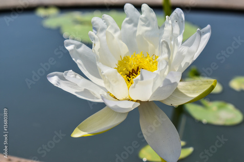 Beautiful White lotus blooming