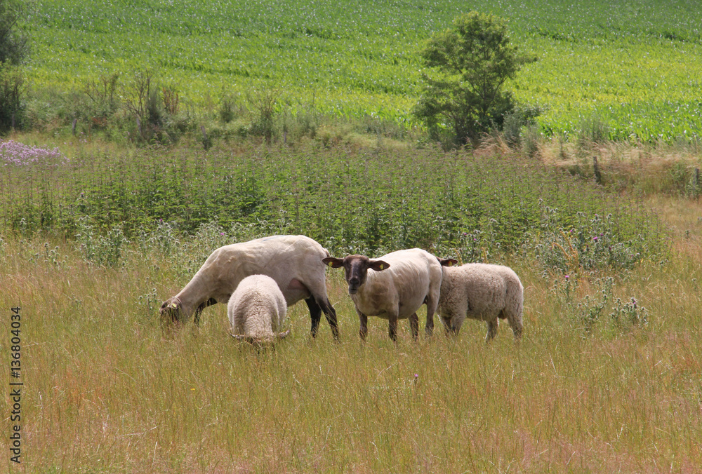 Flock of sheep on the green grass Flock of sheep on the green grass