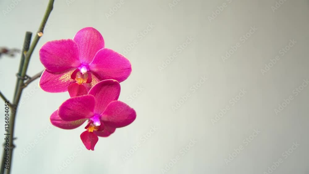 pink Orchid on a light background. pink Orchid on a light background.