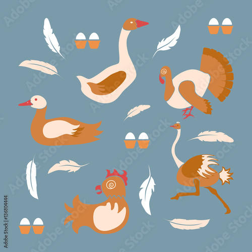 Poultry farm banner or flyer. Set of isolated birds icons in flat decision. Logo of organic products.  Vector illustration eps 10