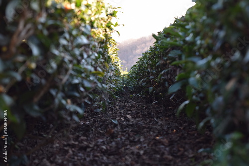 Tea Plantation photo