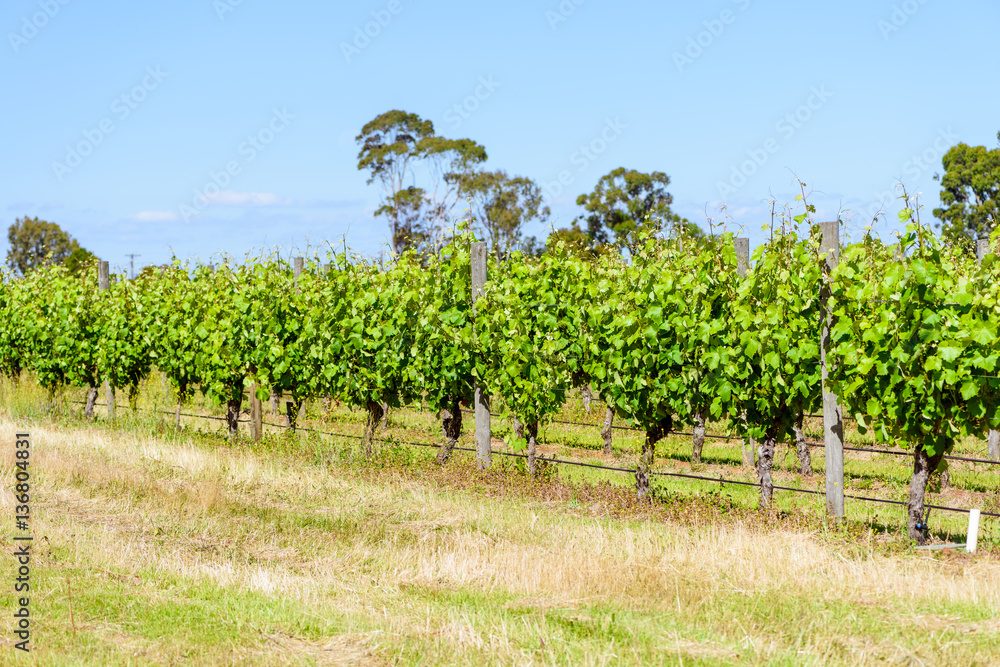 Growing vineyard