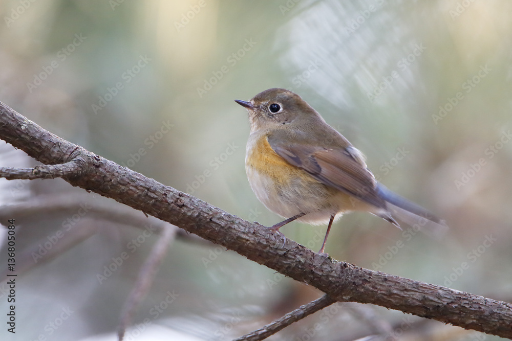 Red-flanked Bluetail (Tarsiger cyanurus) sitting on branch, Wassenaar, the Netherlands Red-flanked Bluetail (Tarsiger cyanurus) sitting on branch, Wassenaar, the Netherlands