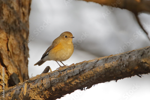 Red-flanked Bluetail (Tarsiger cyanurus) sitting on branch, Wassenaar, the Netherlands photo