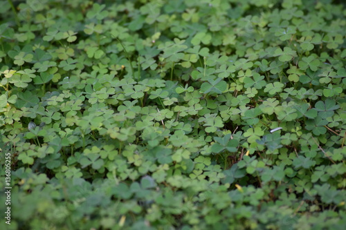 Clover patch