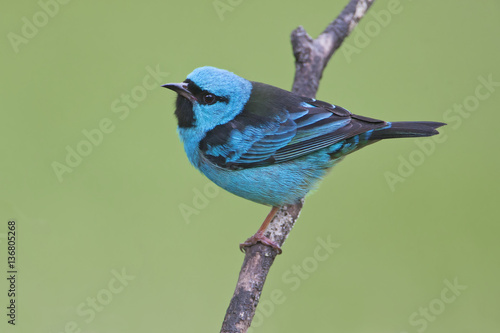 Blue Dacnis (Dacnis cayana) male on a branch in garden, Itanhaem, Brazil photo