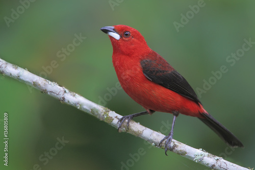 Brazilian tanager (Ramphocelus bresilius) male sitting on a branch in garden with clean background, Itanhaem, Brazil
