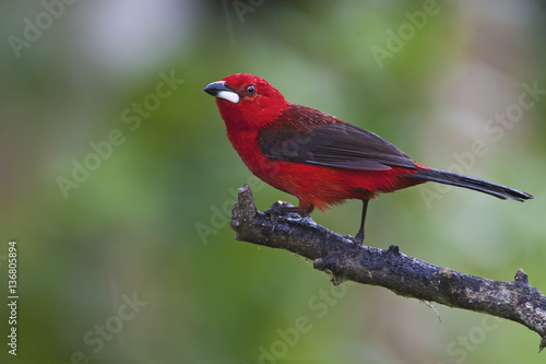 Brazilian tanager (Ramphocelus bresilius) male sitting on a branch in garden with clean background, Itanhaem, Brazil © Wilfred