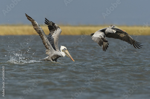 Billede på lærred Brown pelican (Pelecanus occidentalis) immature flying above gulf of mexico, Bol