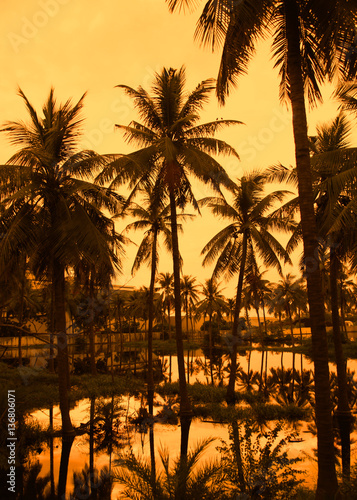 Coconut trees under evening sun light