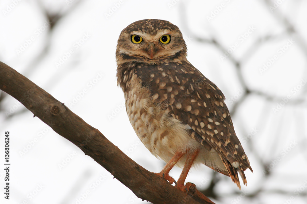 Burrowing owl (Athene cunicularia) in tree looking at you after rain, Brasilia, Brazil Burrowing owl (Athene cunicularia) in tree looking at you after rain, Brasilia, Brazil