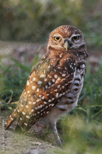 Burrowing owl (Athene cunicularia floridana) looking into camera, Cape Coral, Florida, USA