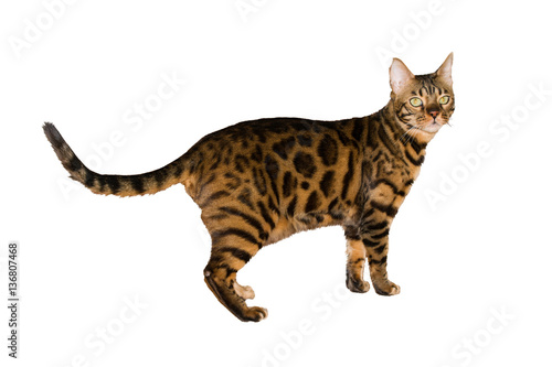 Homemade Bengal cat with tiger color on a white background