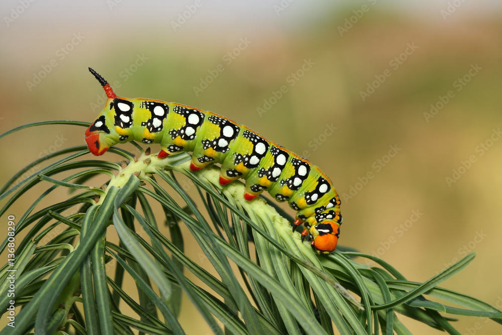 Naklejka premium Spurge hawk-moth caterpillar (Hyles euphorbiae) na hostplant