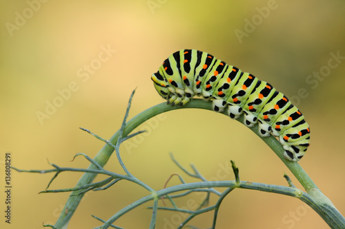 Old World swallowtail caterpillar(Papilio machaon) on the hostpl