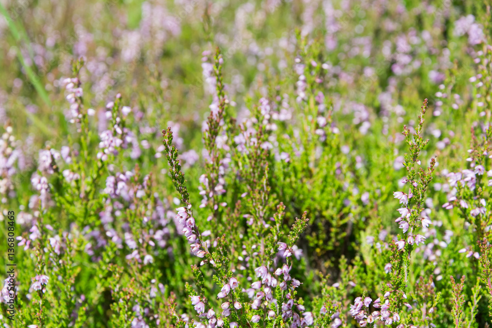 Blooming meadow with purple flowers