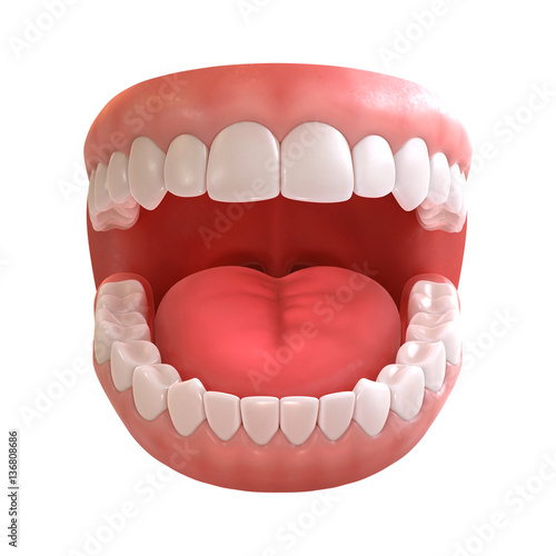 Photos 3d rendering of human teeth, open mouth on white background