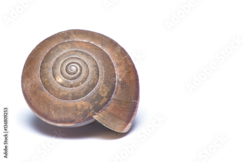 The coiled shell snail one of the agricultural pest in Thailand.