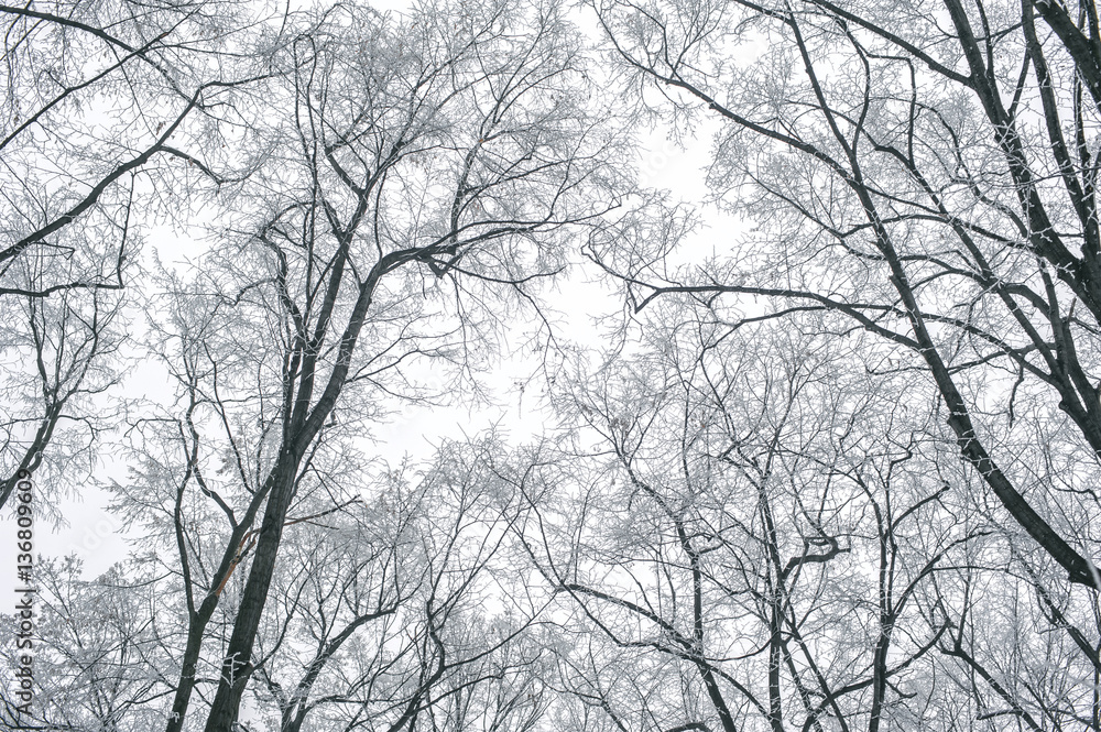 Abstract frozen tree branches. Nature winter background Abstract frozen tree branches. Nature winter background