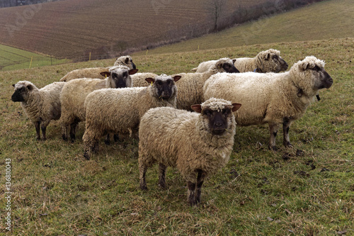 Fototapeta Naklejka Na Ścianę i Meble -  a flock of sheep on a meadow