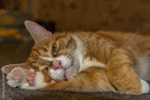 portrait of a sleeping red cat 