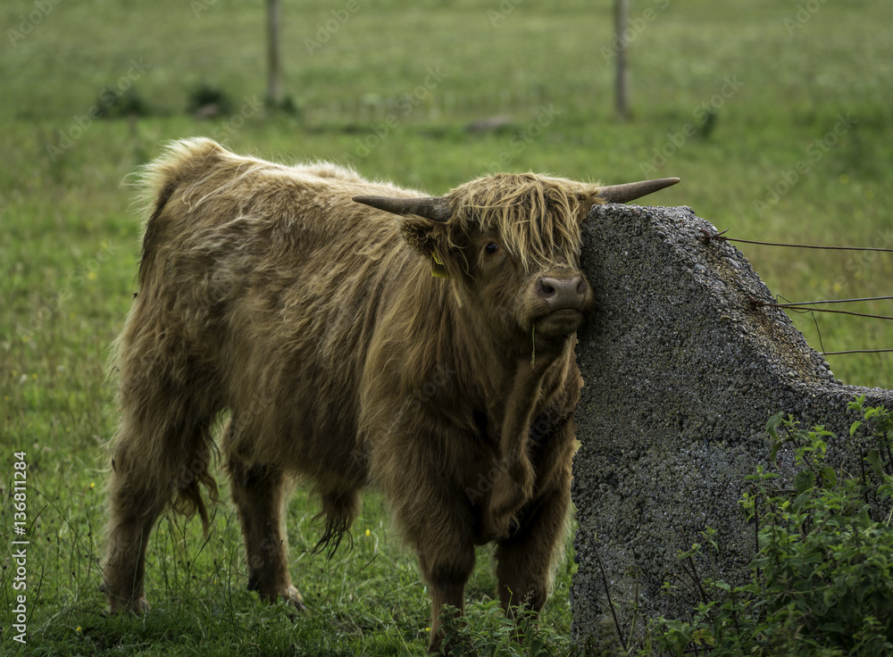 Cattle Rind, Schottland