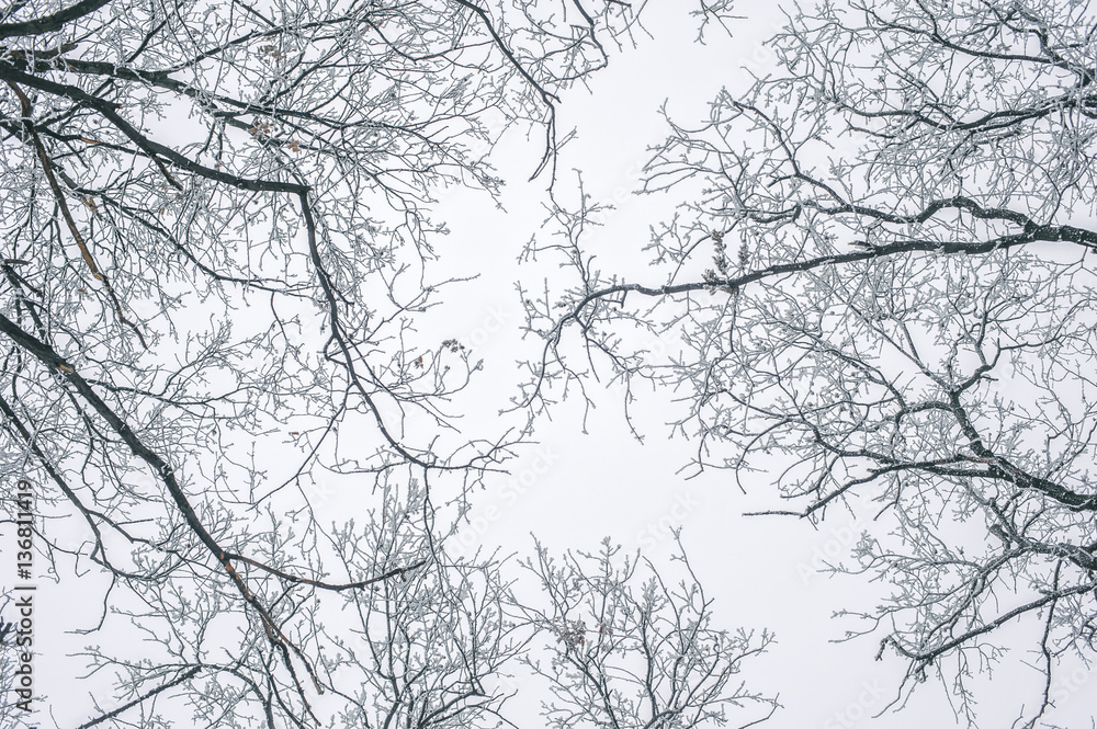 Abstract frozen tree branches. Nature winter background