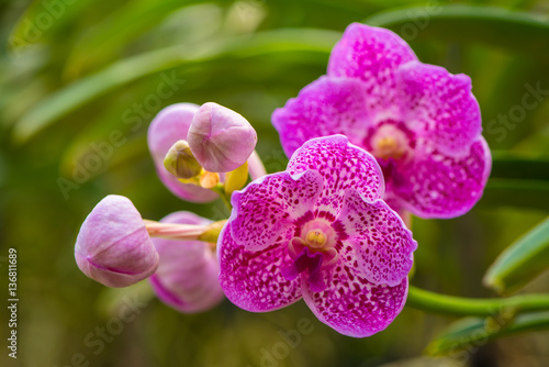Fototapeta Naklejka Na Ścianę i Meble -  The purple vanda orchid of Thailand