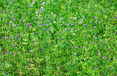 Alfalfa  Medicago sativa  also called lucerne