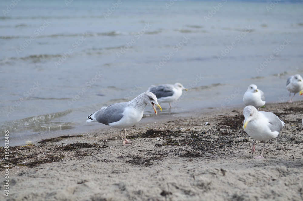 Fototapeta premium Möwen