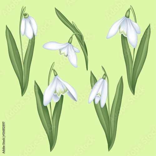 Set of snowdrop flowers, isolated on background.