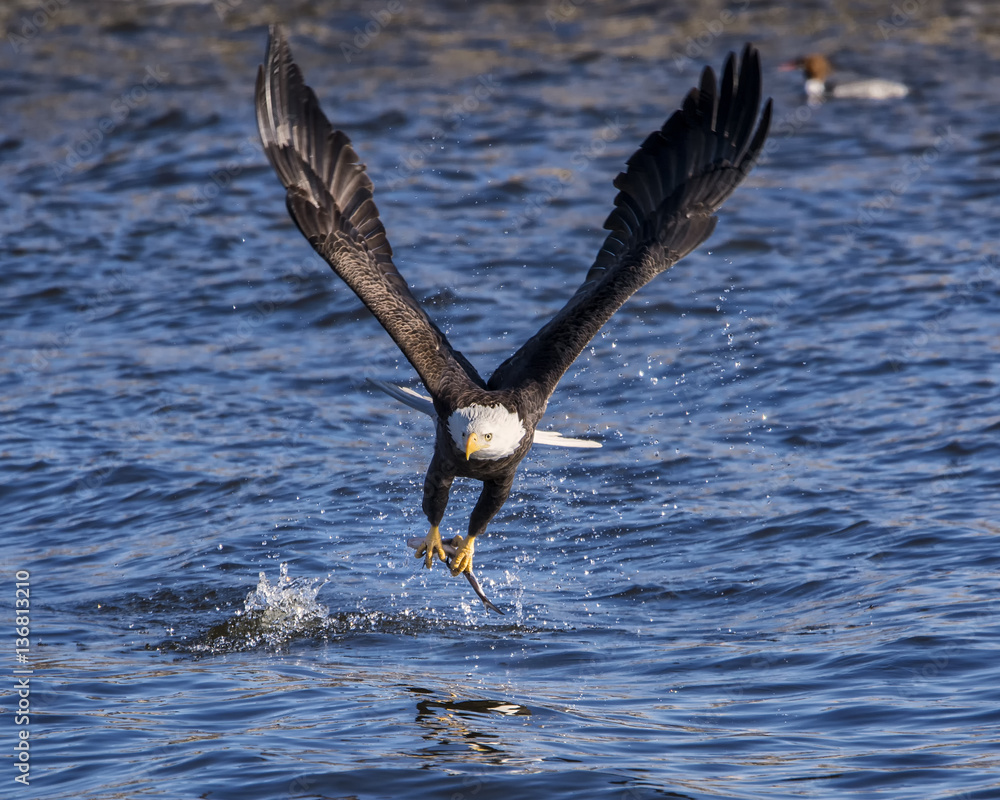Fototapeta premium Bald eagle grabs fish from water