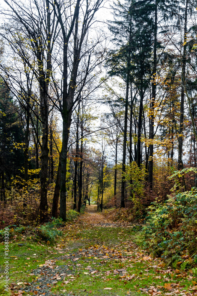 Trail path in the forest. Ideal for running and hiking. Trail path in the forest. Ideal for running and hiking.