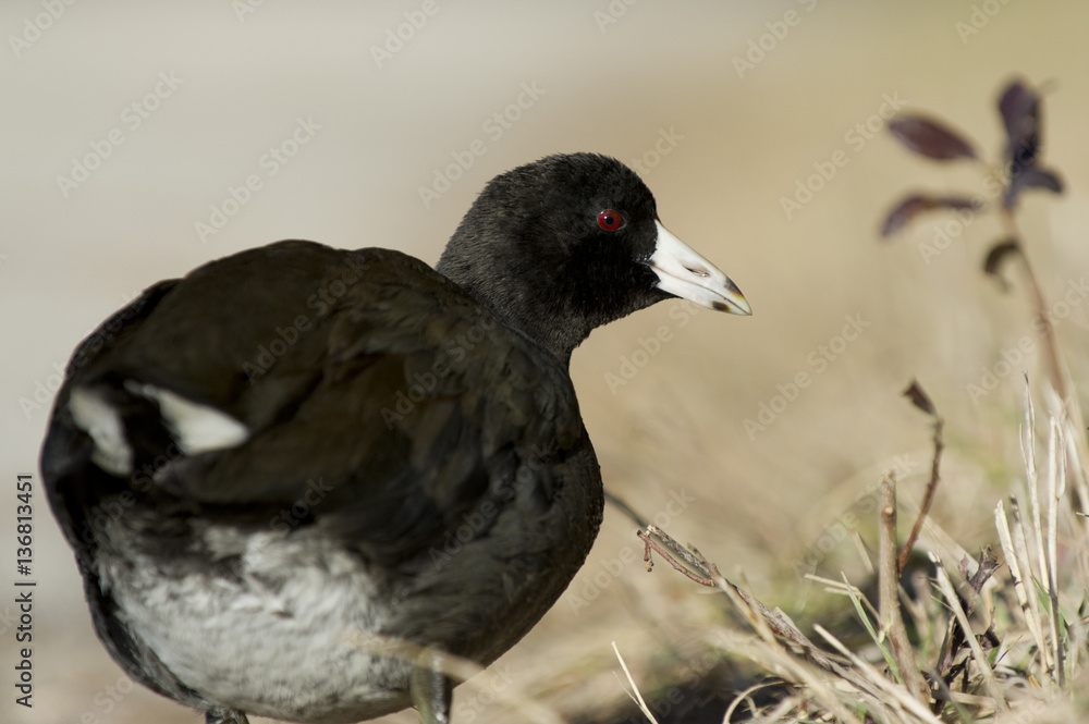 An American Coot close up portrait showing off its bright red eye on a sunny day with a smooth background. An American Coot close up portrait showing off its bright red eye on a sunny day with a smooth background.