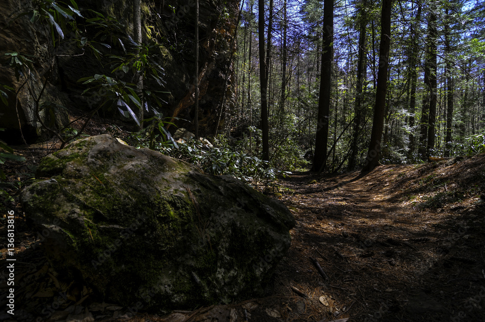 A well-worn hiking trail in a national forest in Kentucky on a sunny day filled with a blue sky.