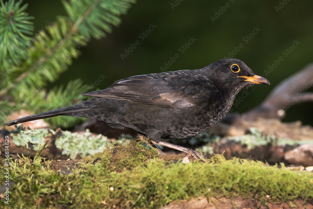 Blackbird, Turdus merula Blackbird, Turdus merula