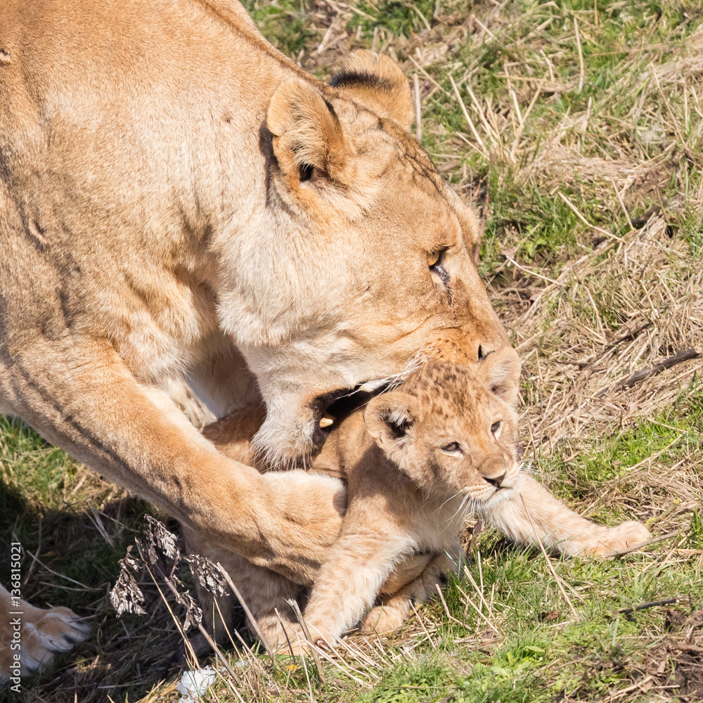 Lioness and cubs, exploring their surroundings Lioness and cubs, exploring their surroundings