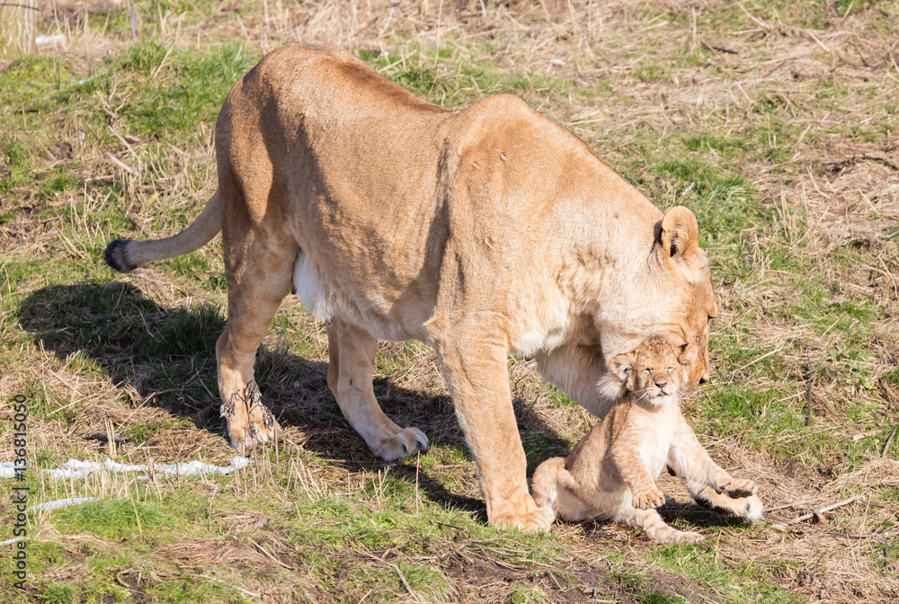 Lioness and cubs, exploring their surroundings Lioness and cubs, exploring their surroundings