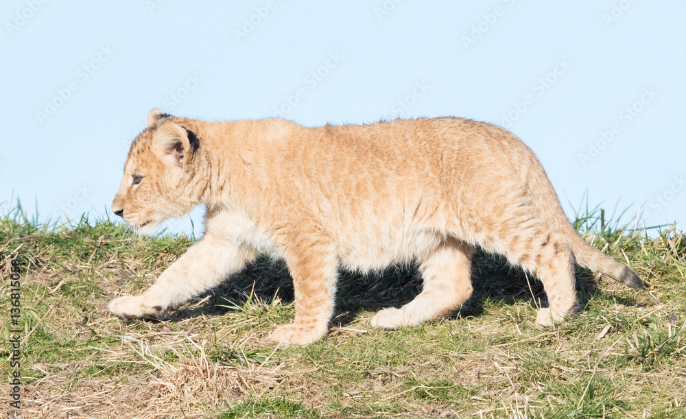Obraz premium Lion cub exploring it's surroundings