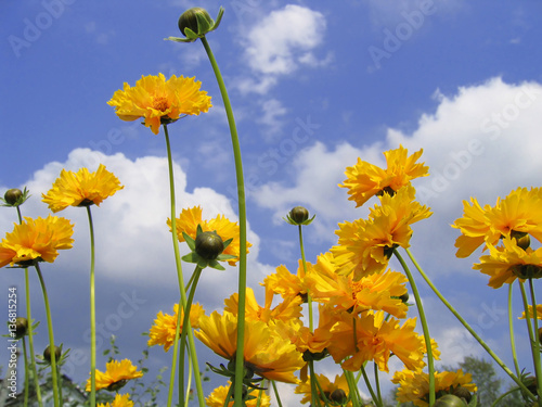 Fototapeta Naklejka Na Ścianę i Meble -  Beautiful yellow flowers