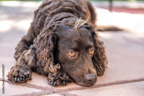 Obraz na płótnie American Water Spaniel resting. 