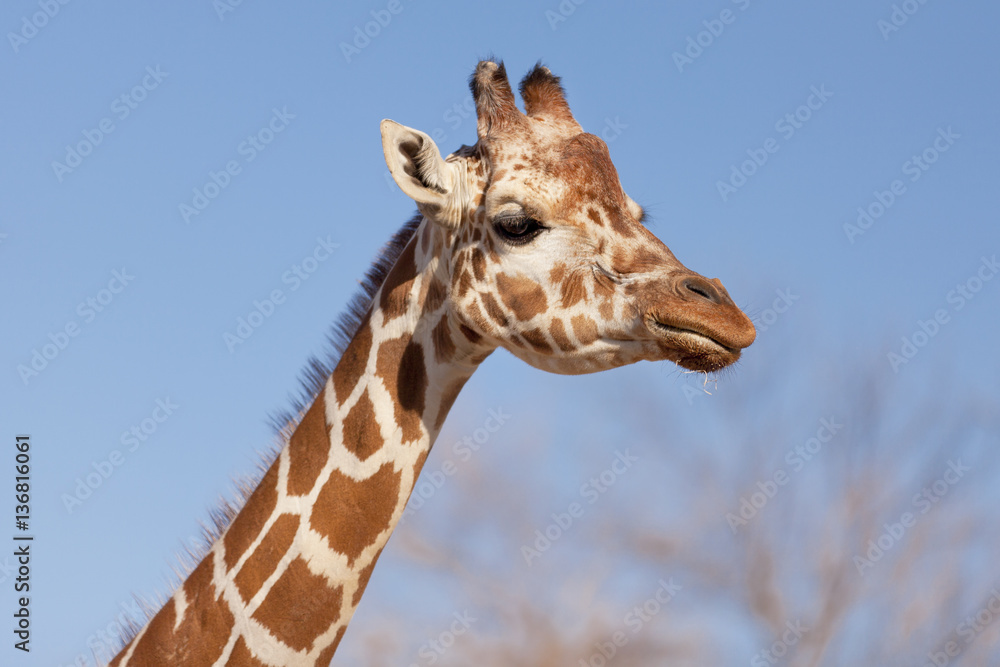 Portrait of a giraffe on a blue sky background Portrait of a giraffe on a blue sky background