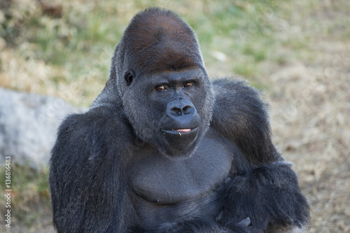 Portrait of a mountain Gorilla 