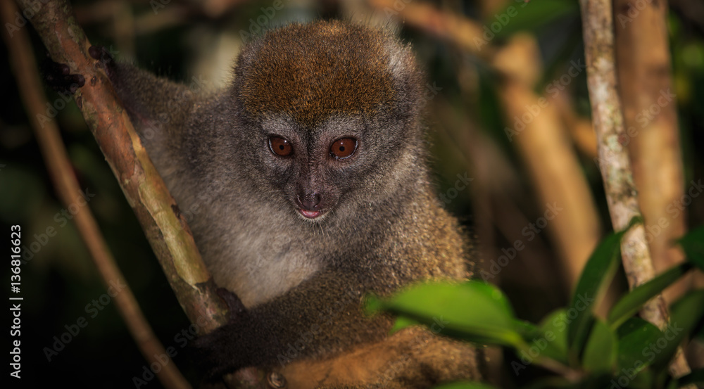 Obraz premium Close up of a bamboo lemur in a tree