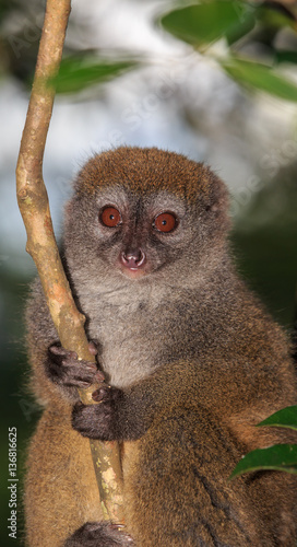Close up of a bamboo lemur in a tree © pwollinga