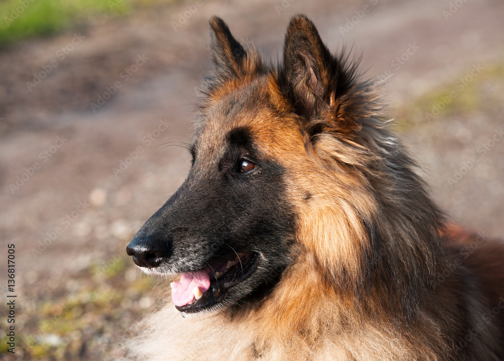 Belgischer Schäferhund Belgischer Schäferhund