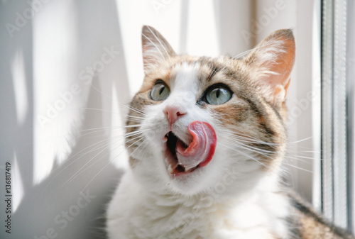 funny cat with a tongue