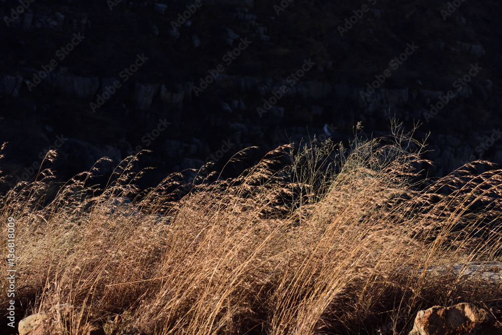 Brown dry Grasses drifting in wind. Brown dry Grasses drifting in wind.